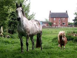 A Pony Vs Horse Story Is A Pony A Baby Horse