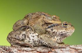 Image result for snake in grass,good time toads, heads to count
