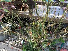 Unfortunately, powdery mildew is found in most growing zones, so the chance being downwind of an infected plant is fairly large. Defoliated Rose White Mold In The Soil The Dirt Gardener