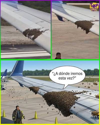 EL INSÓLITO PASAJERO QUE RETRASÓ UN AVIÓN… Y DEJÓ A TODOS SIN PALABRAS Lo  que parecía una salida rutinaria terminó convirtiéndose en una escena  inesperada en el aeropuerto. Minutos antes del despegue,