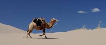 The great australian camel race was an australian event held in 1988. A Carpet Layer Beat The Entire Sas In The Great Australian Camel Race We Are The Mighty