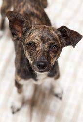Holy Mackerel I Want This Dog Dog Adoption Pets Puppies And Kitties