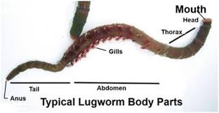 Image result for Aneilema arenicola