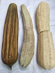 Image result for Luffa