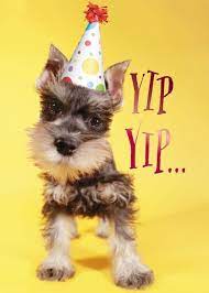 Schnauzer Wearing Hat Birthday Card Birthday Cards Birthday Dogs Birthday