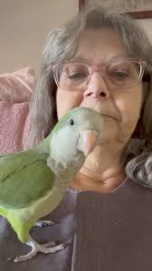 Do birds get cranky when it rains?