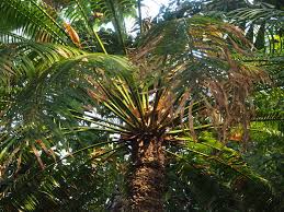 Image result for Cycadaceae