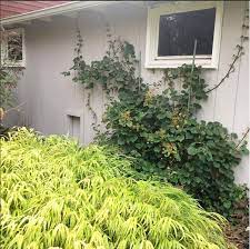 I do not want to make a. Plant To Know Climbing Hydrangea The Impatient Gardener