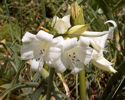 Image result for Crinum lugardiae