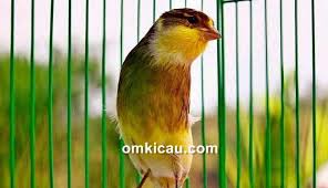 Maybe you would like to learn more about one of these? Memaksimalkan Suara Kenari Agar Lebih Kencang Dan Panjang Melalui Birdshout Bst Om Kicau