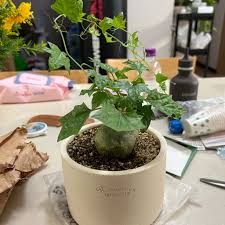 Image result for Gerrardanthus lobatus