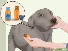 3 Ways To Kill Fleas On Dogs Wikihow