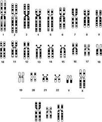Students compare terms such as diploid and haploid, mitosis and meiosis. Notes Meiosis