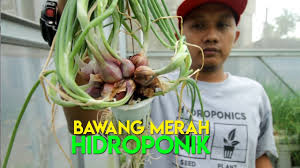 Siapkan pupuk cair lalu campur dengan air yang sudah diberi tumbukan bawang merah. Cara Menanam Bawang Merah Hidroponik Hidroponikpedia