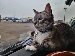 Couple Rescues Stray Cat and Takes Him on Adventures Across the US