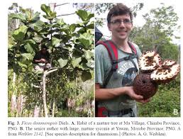 Image result for Ficus demeusei