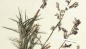 Image result for Alloeochaete