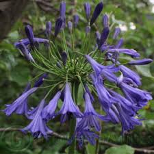 Image result for Agapanthus codii