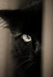 Berikut informasi lengkap penyebab dan cara pengobatan yang bisa dilakukan. 43 Haiwan Lucu Ideas In 2021 Haiwan Lucu Haiwan Peliharaan Gambar Hantu