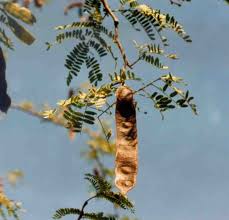 Image result for Albizia schimperiana