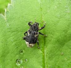 Image result for Buchnera cryptocephala