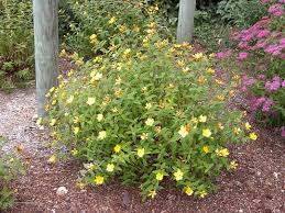 Yellow flowers appear all summer long. Hypericum Moserianum