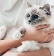 How Much Does a Birman Cat Cost? | HowMuchIsIt.org