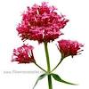 Plant flowers that start with v. 3
