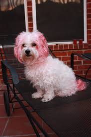 Dyeing your hair pink is a great way to change up your style. Pet Photography Sarah Forshaw S Blog