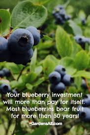 Your Blueberry Investment Will More Than Pay For Itself Most Blueberries Bear Fruit For More Than 50 Growing Blueberries Blueberry Fertilizer Blueberry Plant