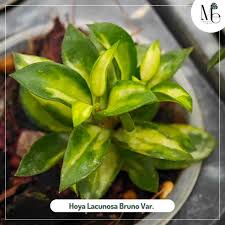 Image result for Begonia lacunosa