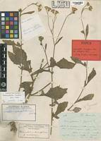 Image result for Crassocephalum rubens