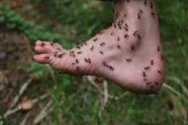 Colonies develop quickly, growing by as many as 10,000 ants in a single year. Types Of Ants In Las Vegas Pest Control Las Vegas Ranger Pest Control