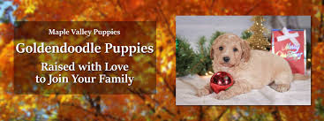 That means enforcing a retirement age and litter limits for our mommy doodles, guardian homes for the moms, and making sure our pups have the best early. Maple Valley Puppies Bernedoodle Goldendoodle Puppies For Sale In Flat Rock Illinois
