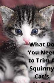 Tags Care Of Kittens Kittens Care How To Care Kittens Kittens 3 Weeks Old Care Kittens 4 Weeks Old Care Kittens 6 Wee Kitten Care Kitten Health Newborn Kittens