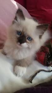 Luna Ragdollkitten 30 September 2015 Cute Animals Persian Kittens Kittens