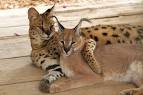 Important Facts About Caracal Pet You Need To Know - Anifa ...