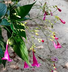 Image result for Isoglossa laxiflora