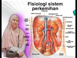 Saluran ginjal, kandung kemih dan saluran kandung kemih. Fisiologi Sistem Perkemihan Youtube