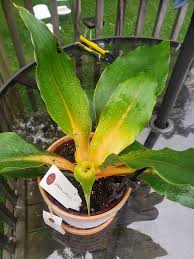 Image result for Chlorophytum filipendulum