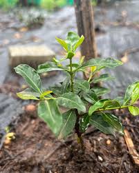 Image result for Coffea racemosa
