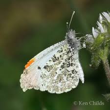 Image result for Otoptera