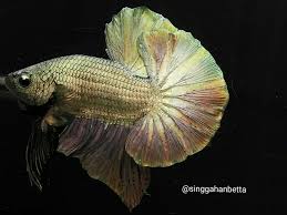 Live Betta Fish Copper Gold Bigtail Ohmpk Male Betta Fish Bettafish Betta Fish Betta Fish