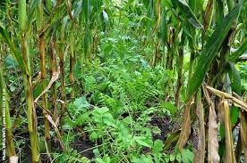 Strictly speaking, there is not a single plant that is known as sugar cane. The Potential Of Regenerative Sugarcane Renature