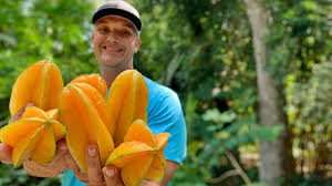 This tree grows from 20' to 30' tall. Growing 10 Different Varieties Of Starfruit Carambola Which Is The Most Delicious Youtube