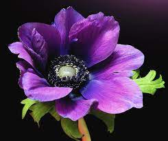 The showy part of the flower consists of sepals, not petals. Purple Anemone Flower Photograph By Gitpix