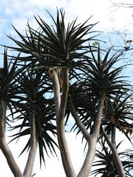 Image result for Aloe barendii