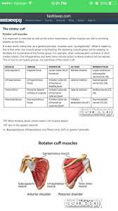 Rotator Cuff Muscle Actions Rotator Cuff Muscle Action List
