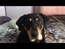 The australian shepherd lab mix is a mixed breed dog — a cross between the australian shepherd and the labrador retriever dog breeds. My Dog Fauna Treeing Walker Coonhound Mix With Chocolate Lab Youtube