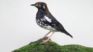 Burung decu kembang little pied flycatcher is a species of bird in the family muscicapidae. Harga Burung Anis Kembang Trotolan Bakalan Jantan Gacor